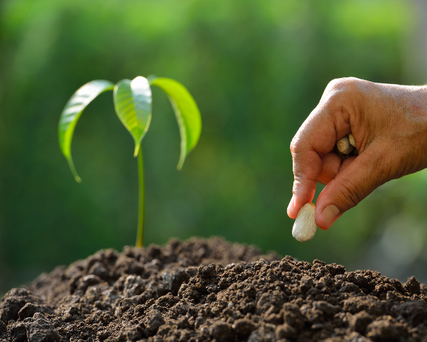 KWS Saat: Oetker-Familie kauft sich ein! Großer Gewinner des Bayer-Monsanto-Deals