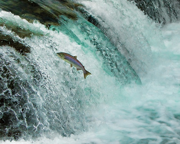 UPDATE FishFarming-Industrie: Norwegens vorgeschlagene Lachssteuer wird auf 25 % gesenkt!