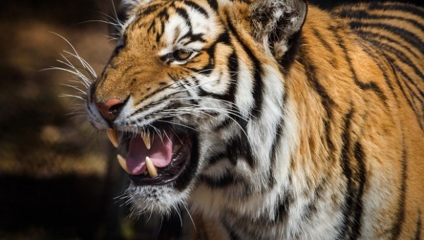 Portfoliocheck: Tiger Cub Steve Mandel nutzt bei dieser Aktie den Kurssturz zum Einstieg - Milliardenumschichtungen auf der Tagesagenda!