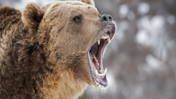 Dax 28. Juli 2017: Werden die Bären jetzt doch nochmal gefährlich?