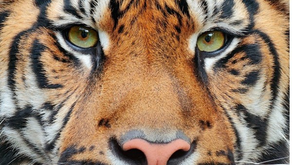 Portfoliocheck: Der Welpe mutiert zum Tiger – Steve Mandel schichtet 25% seines Hedgefonds um!