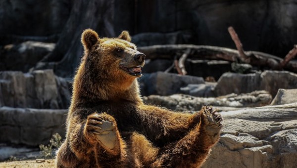DAX Analyse zum 05. Februar 2018: Müssen wir vor diesen Bären Angst haben?