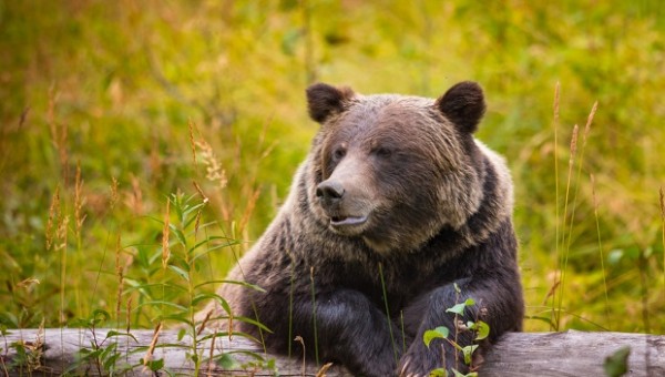 DAX Analyse zum 8. August 2018: zaghaftes Verhalten gleich Chance der Bären?