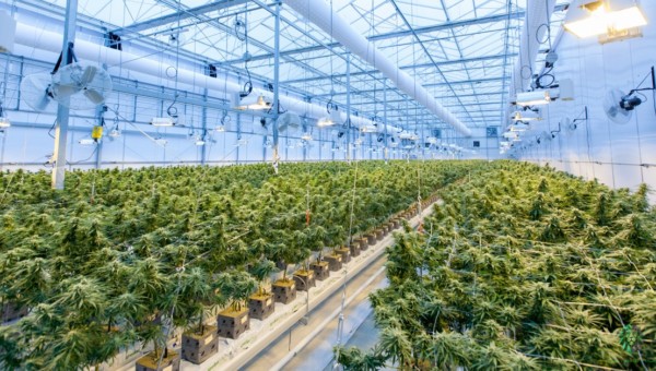 Die Cannabis-Branche: Nachhaltige Trendwende oder Bull Trap - Eine Analyse des Marktführers Canopy Growth