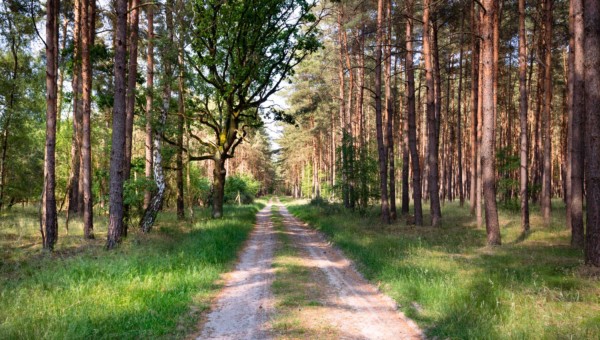 Warum Investing in Forest-Stocks eine gute langfristige Idee sein könnte!