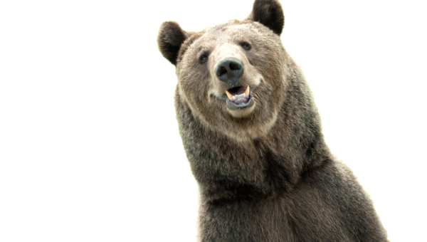 DAX im Bärenmarkt: Diese vier Gründe sprechen für einen weiter fallenden deutschen Aktienleitindex